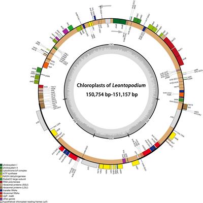 Phylogeny of Leontopodium (Asteraceae) in China—with a reference to plastid genome and nuclear ribosomal DNA